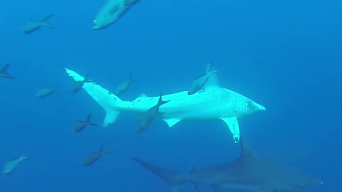 Bắt gặp cá mập bạch tạng cực hiếm ngoài khơi Ecuador